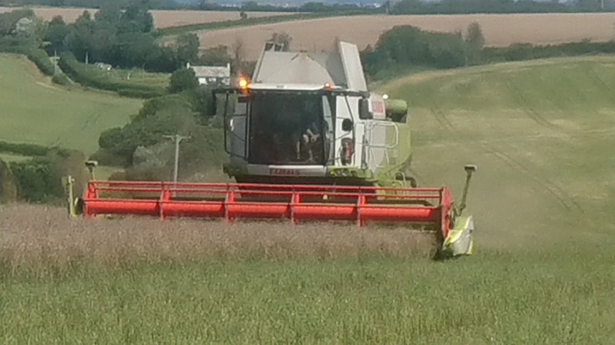 <a href="/Finny_64/">Andrew Finnamore</a> harvesting Osr today for #agricolagrowers in Cornwall #harvest2020