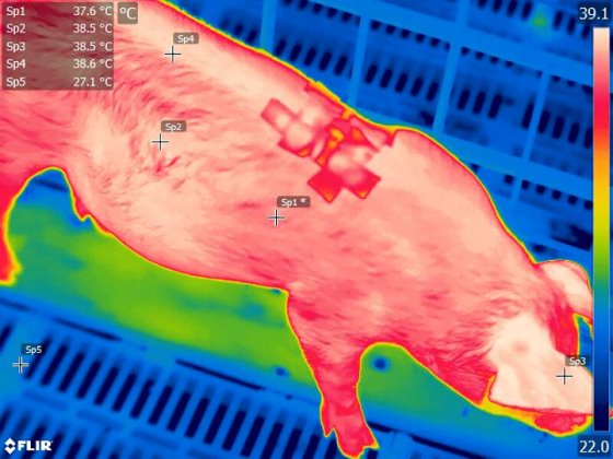 This colourful #pig was photographed in Jaboticabal, São Paulo state, Brazil 🇧🇷 during a trial to predict optimum temperatures for #piglets. Last week the researchers at <a href="/Unesp_Oficial/">UNESP</a> received an award for their study. Correspondent <a href="/nierduarte/">Daniel Azevedo</a> reports ⏩ bit.ly/3fPDm9e
