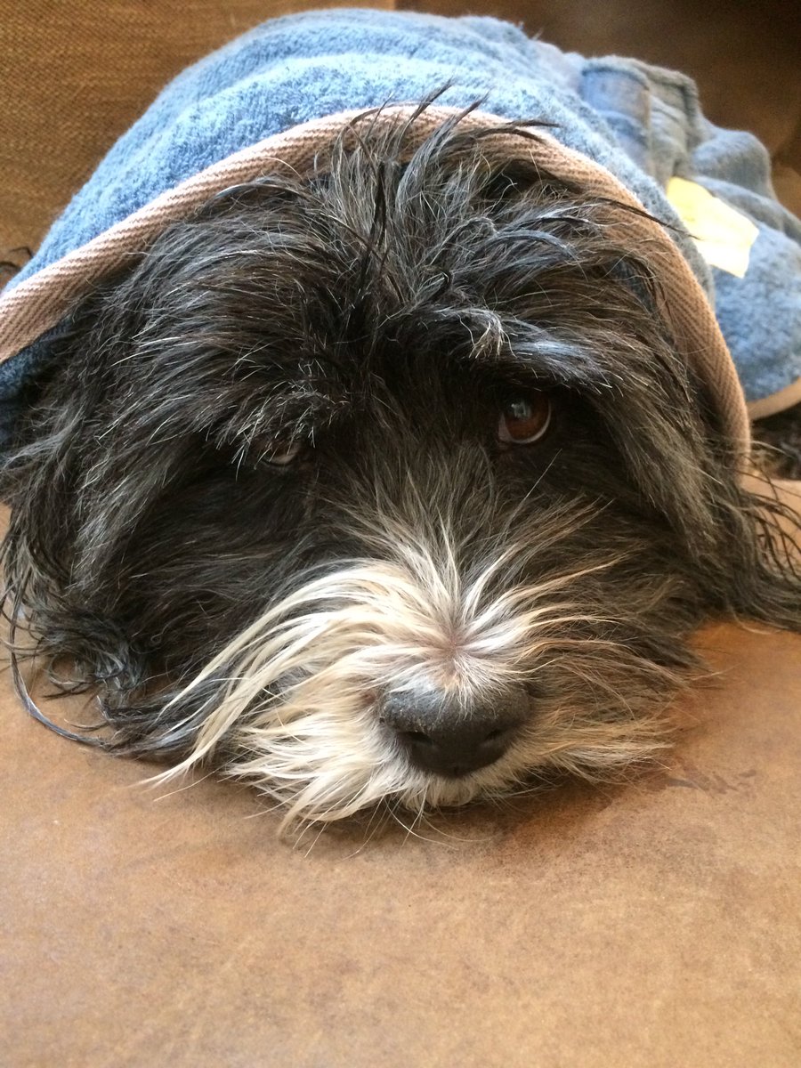 clarebalding's tweet image. I am so sad to tell you that our beloved Archie has walked his last walk. @alicearnold1 and I are broken-hearted but grateful to him for the joy he gave us, the places he took us and the friends he brought us. We miss him so much. RIP Archie 2005-2020