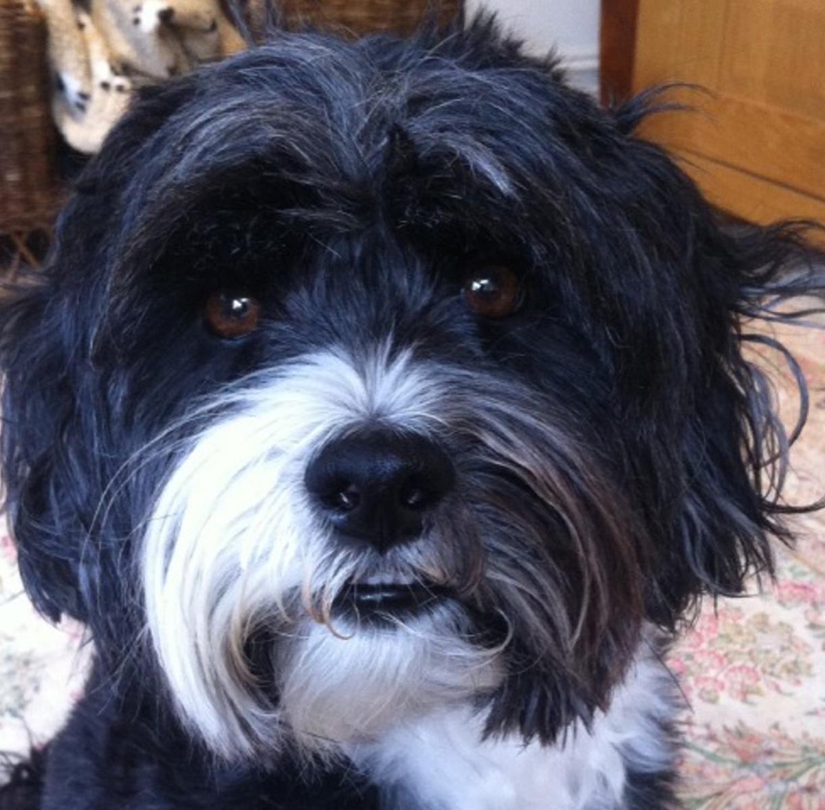 clarebalding's tweet image. I am so sad to tell you that our beloved Archie has walked his last walk. @alicearnold1 and I are broken-hearted but grateful to him for the joy he gave us, the places he took us and the friends he brought us. We miss him so much. RIP Archie 2005-2020