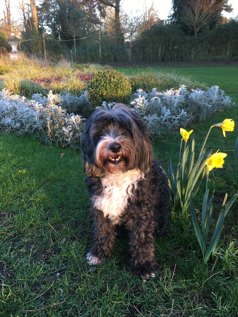 clarebalding's tweet image. I am so sad to tell you that our beloved Archie has walked his last walk. @alicearnold1 and I are broken-hearted but grateful to him for the joy he gave us, the places he took us and the friends he brought us. We miss him so much. RIP Archie 2005-2020