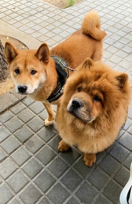 Colladogs10's tweet photo. Hey Bro👋
#Malcom
#Sauko https://t.co/ItfshGZSHa