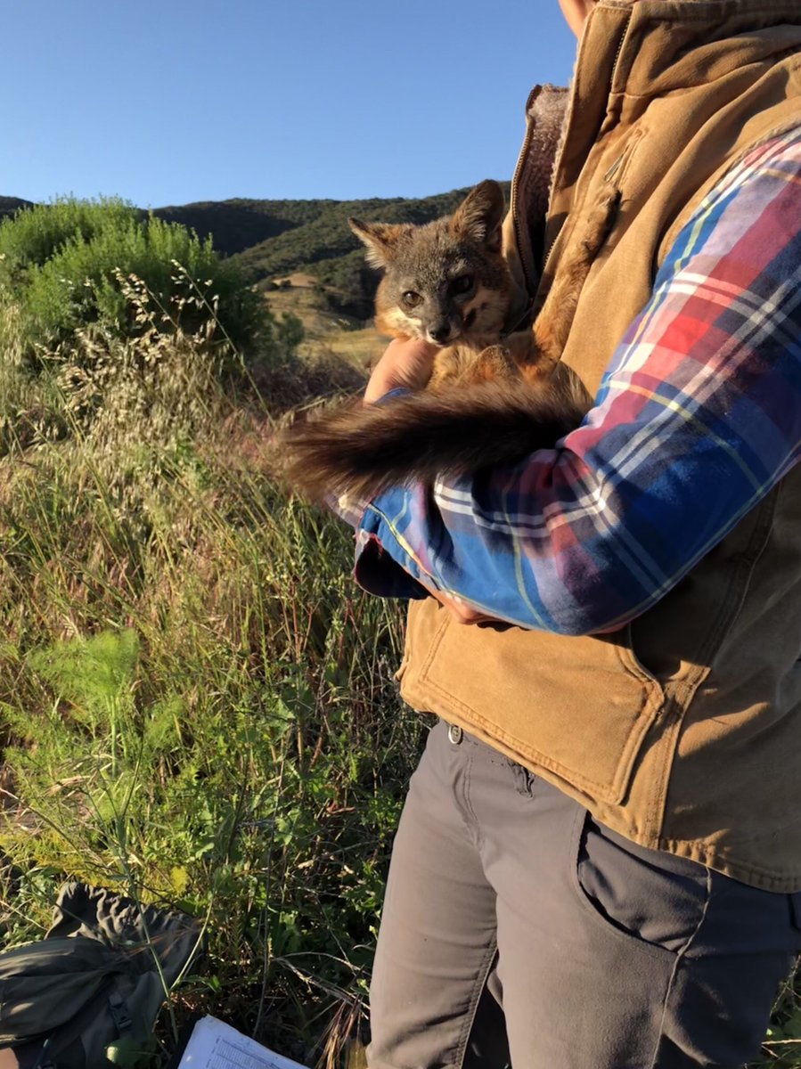 riff_whiff's tweet photo. @coywolfassoc Hmm...a toss up between grey foxes and spotted skunks.... https://t.co/HqkqvLMqD4