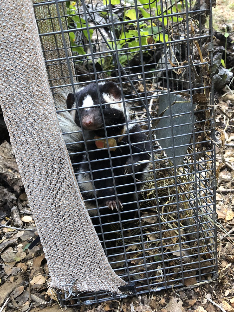 riff_whiff's tweet photo. @coywolfassoc Hmm...a toss up between grey foxes and spotted skunks.... https://t.co/HqkqvLMqD4