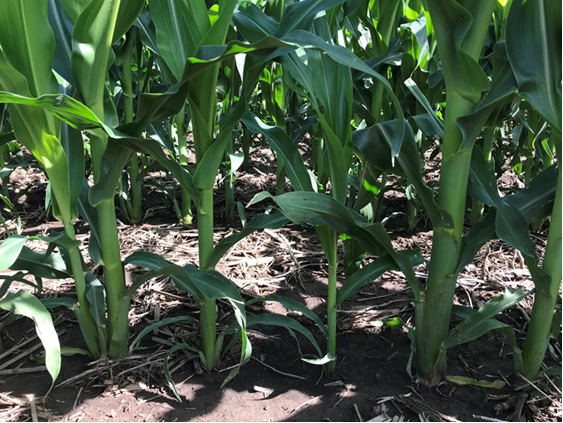 BottomLineSolu1's tweet image. If this looks familiar, we need to talk.  Planter performance not where you want it? Take advantage of Summer Programs (@precisionplant &amp;amp; @AgLeaderTech ) rebates, cash discounts, LOW financing and more. 

Call or text us 309-253-1383 to learn more.  #BLSPrecisionAgSource