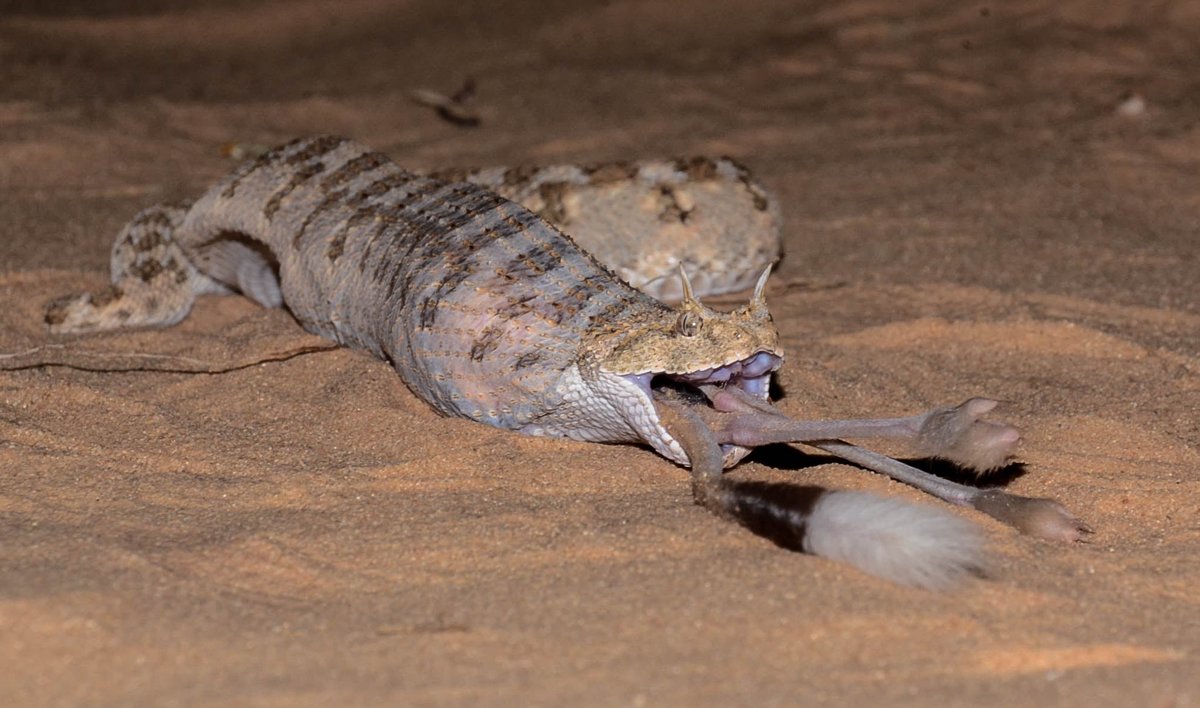 snakeymama's tweet photo. Absolutely incredible image of a Desert Horned Viper (Cerastes cerastes) eating a Jerboa (Jaculus sp.) in situ, Western Negev Desert, Israel, taken 20 July 2020 by Itamar Donitza https://t.co/5EDgEXsi7g
