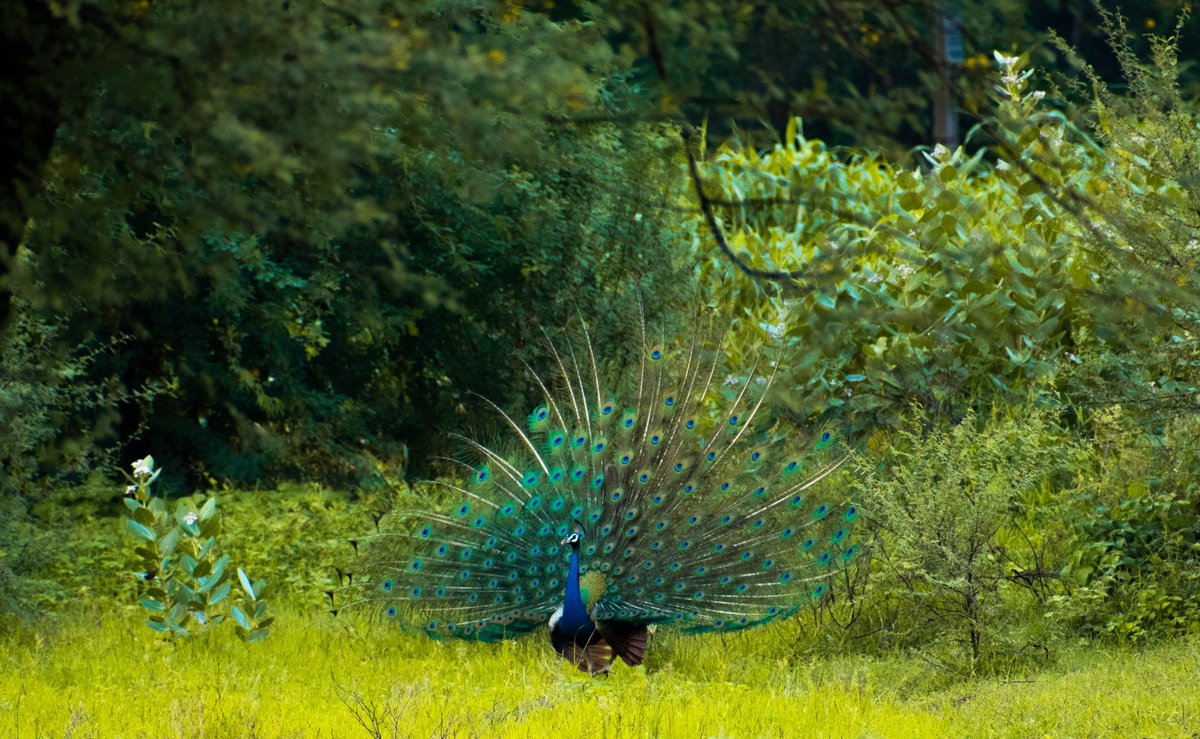 BeProfessiona12's tweet photo. Peafowl caught on camera!
.
Device - @NikonIndia D5600
Lens - 300mm
.
ISO - 1000, f - 6.3, Shutterspeed - 1/640
.
#peacock #peafowl #Nikon #nikonphotography https://t.co/6cX9z1ON8r