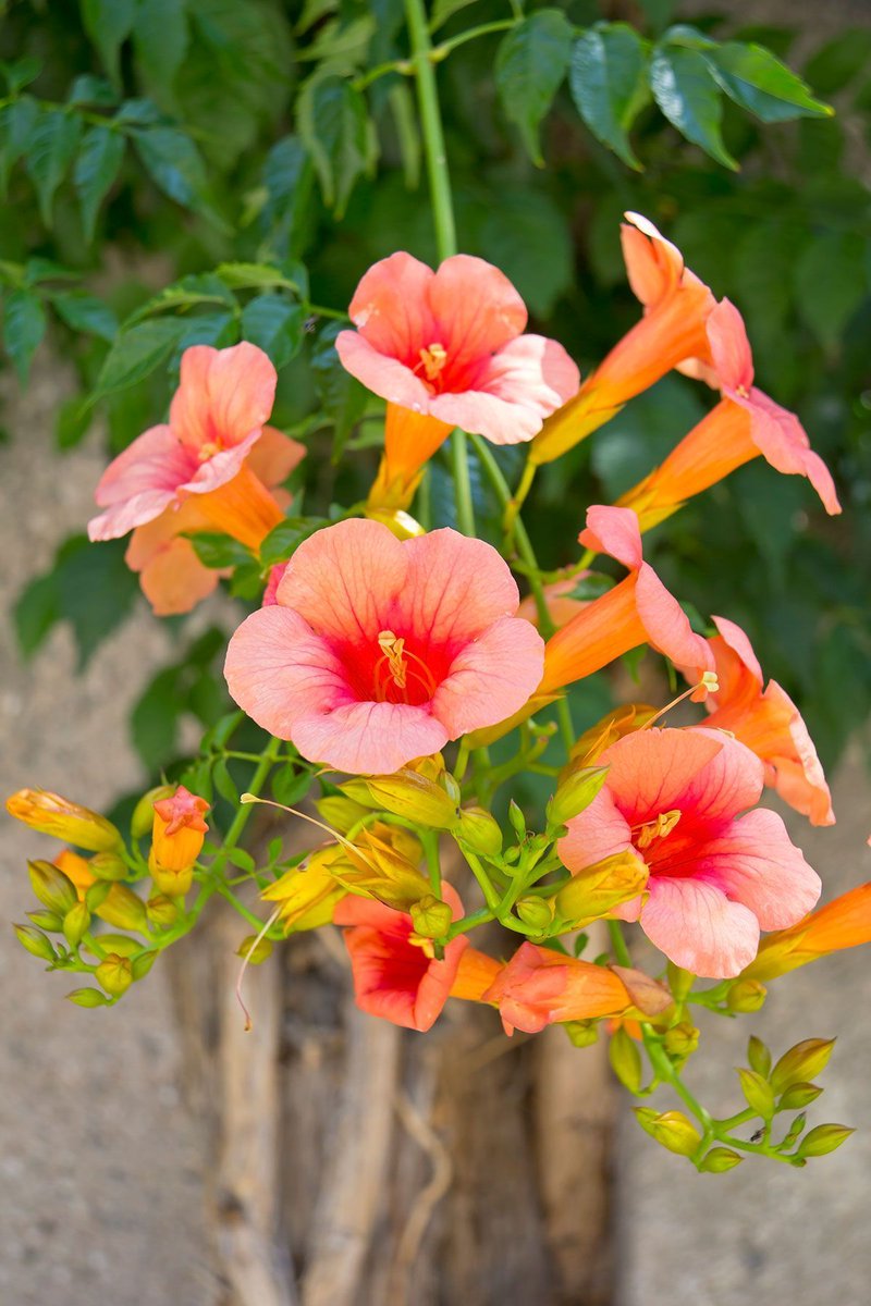 Here in the south of France it seems like every wall is covered in trumpet flower vines. The forked stigma, or pollen receptor, in the center of the flower closes up before your eyes within seconds of pollen grains landing on it.

(Campsis radicans)