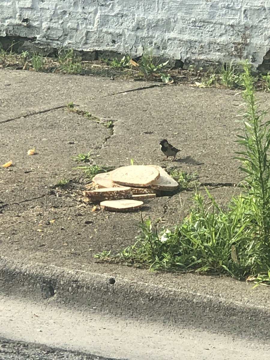 Trace_0f_Spades's tweet photo. Today we had the pleasure of witnessing the King of Birds bask in his unfathomable wealth. @iamiragrace https://t.co/wFuFK24HQx