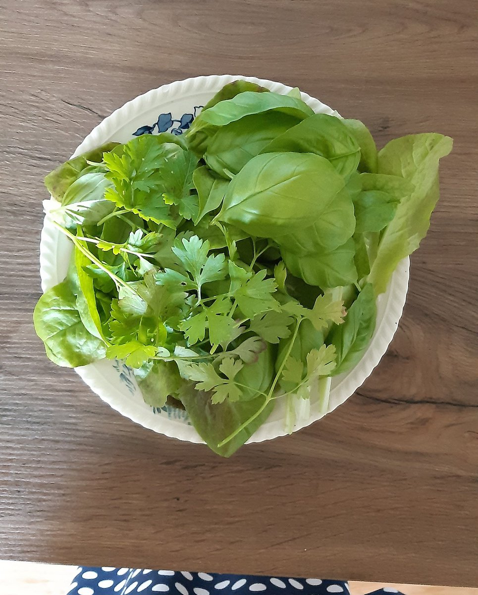 Treememories's tweet photo. Lettuce, parsley, basil and spinach from our garden.
#MakingSalad
#GrowYourOwnFood
#ItIsEasy and #CanBeGrownIndoorsAsWell https://t.co/8MveoeKsm9