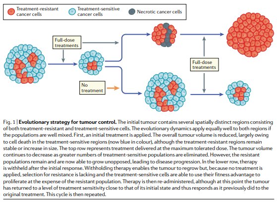 NatRevClinOncol's tweet photo. Another Review now live online. In this article, Robert Gatenby &amp; Joel Brown discuss the concept of 'Integrating evolutionary dynamics into cancer therapy': https://t.co/lRVu2gcmgu https://t.co/zgXuAOmpo9