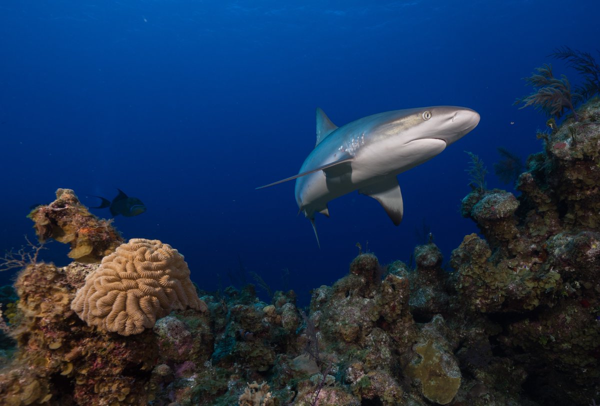 Our first global analysis assessing the status of reef sharks is complete.  The good news? Conservation potential remains high - shark populations benefit from fisheries management, shark sanctuaries, and closed areas. [1/4]