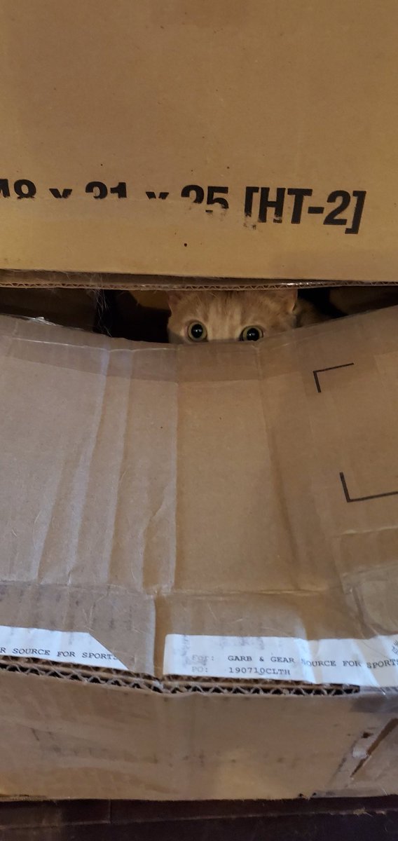 F3inGoderich's tweet photo. Getting ready in case it storms #gronktherescuekittie #lovesboxes #wontgetout @MurphTWN @AnthonyFarnell @weathernetwork @Northern_Ozbird https://t.co/odXIDt5Ope
