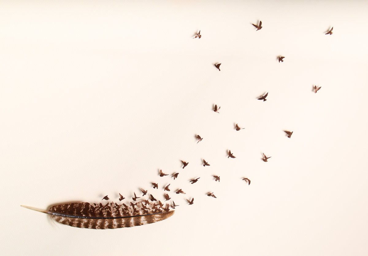 Feather Pictures (@Featherpictures) / Posts / X