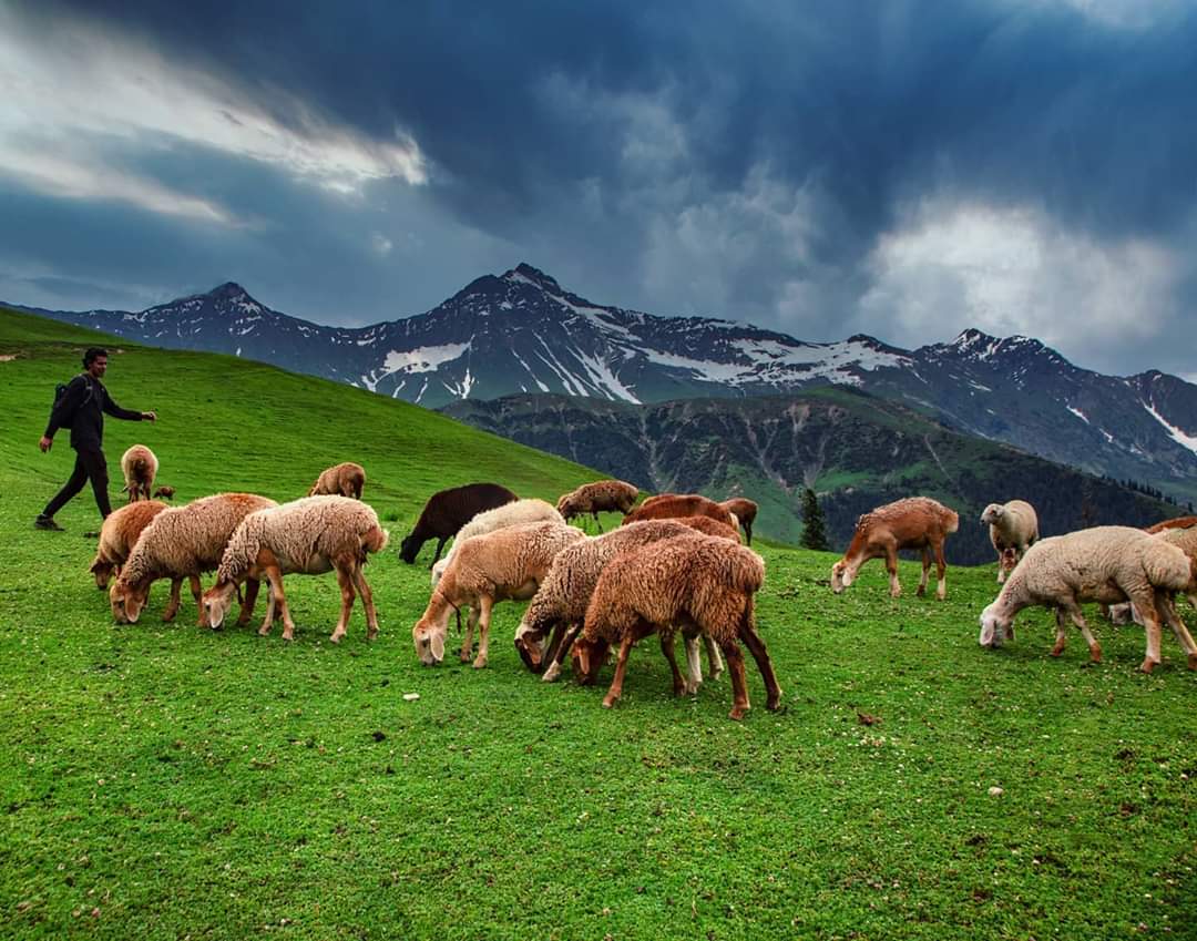 PakTravelGuide's tweet photo. Kaghan Valley ❤️ https://t.co/j3vHpk0wP0