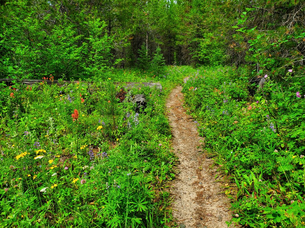 IsenbargerMolly's tweet photo. I'm several days behind on hiking pics, but these are from a little hike we did to Hidden Meadow up by Polebridge. Really beautiful wildflowers, and it rained a little and made the woods smell wonderful. Raindrops on all the flowers and leaves. So Great! https://t.co/nUAdCLJL98