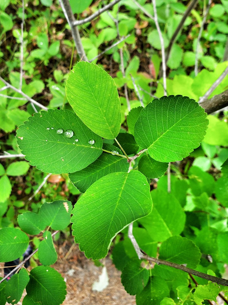 IsenbargerMolly's tweet photo. I'm several days behind on hiking pics, but these are from a little hike we did to Hidden Meadow up by Polebridge. Really beautiful wildflowers, and it rained a little and made the woods smell wonderful. Raindrops on all the flowers and leaves. So Great! https://t.co/nUAdCLJL98