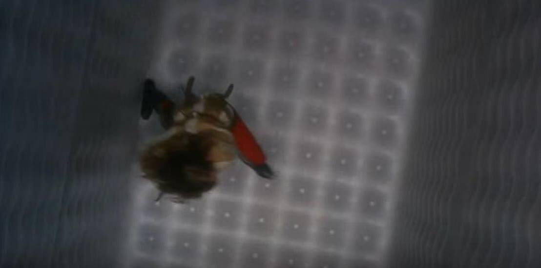 More of Mrs Peel in the padded cell talking to Father after being falsely (who works for Sir August)