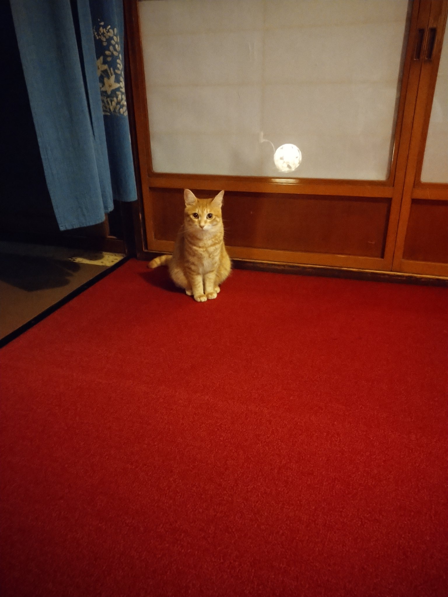 تويتر 海星祭على تويتر 看板猫https T Co 5iml0kwytf تويتر 海星祭على تويتر 看板猫https T Co 5iml0kwytf