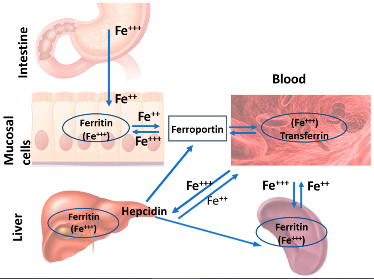 blood and iron wiki blood and iron wiki