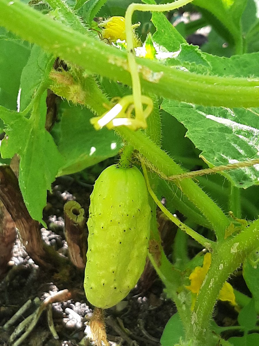 Capital_Growth's tweet photo. Our #climate is changing. What can we #grow to adapt to those transitions? Find out the best crops and tips to grow food in #changingclimate on 5th August at 6pm at https://t.co/bym7B8EuBB - Members get 50% off!
#ClimateChange #foodgrowing #Sustainability #futureofagriculture https://t.co/yXhOc9q0ss