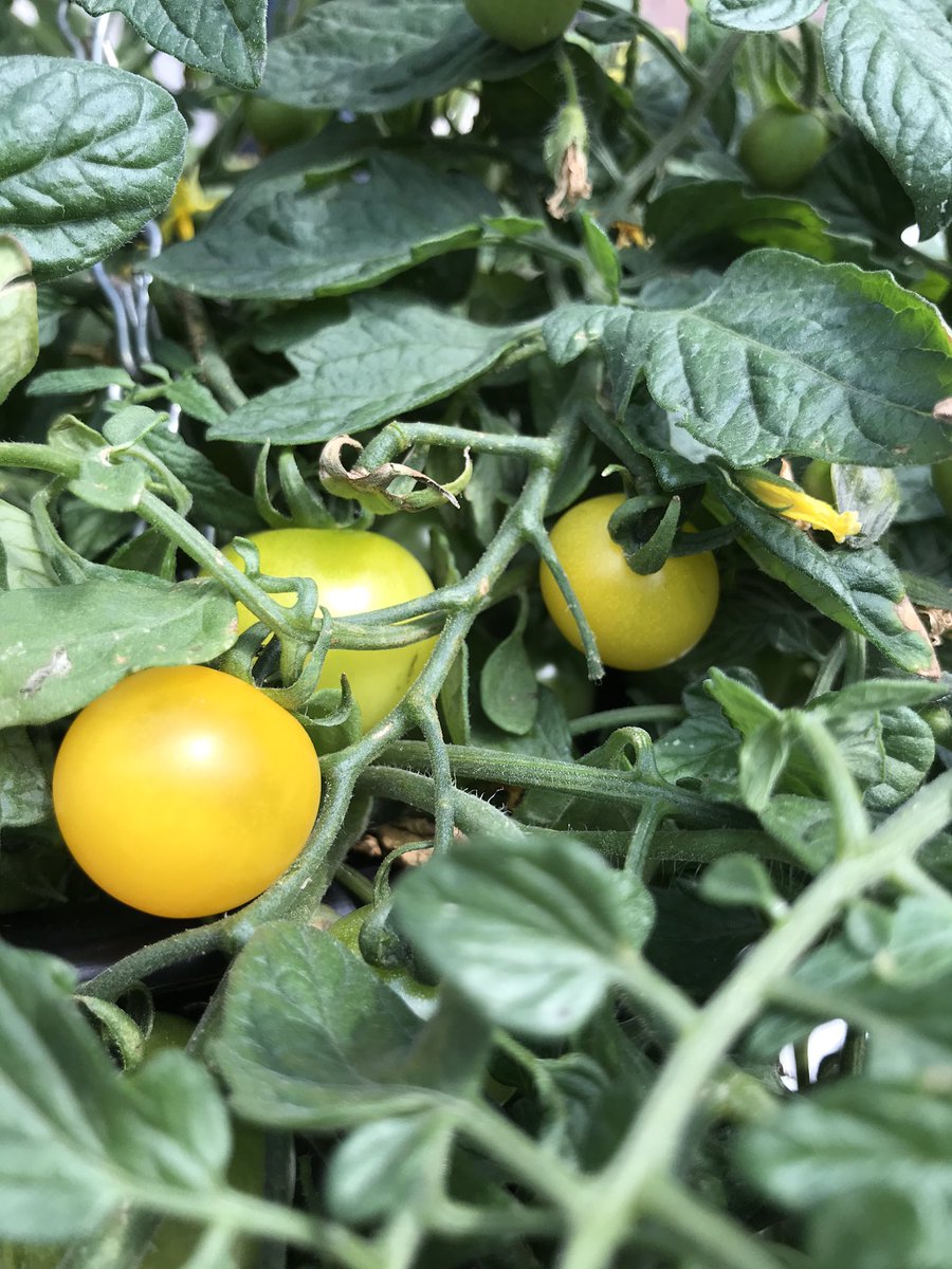 teawriter79's tweet photo. Patience is a virtue. My tomatoes are now ripening on the vine. So pleased. And they taste delicious! 😋
#tomatoes
#handgrown https://t.co/2BEq65Awxo
