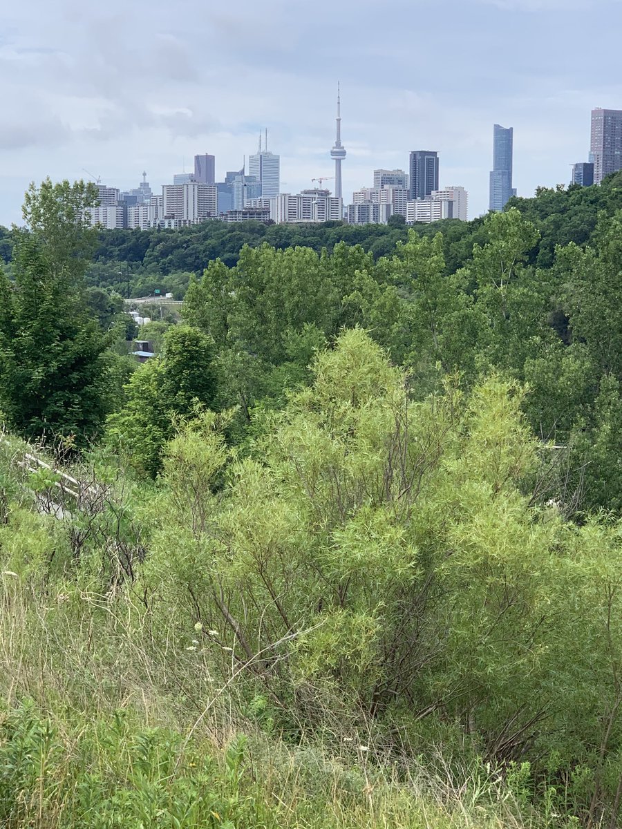 Richard_Florida's tweet image. Toronto’s ravines  may be my favorite place in the world.  The juxtaposition of the natural and built environment or should I say their integration, is to me the greatest thing about Toronto. I can’t think of any city that does this better.