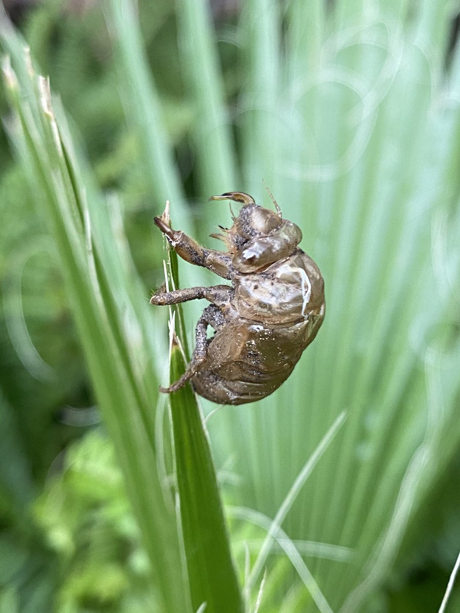 cybertoad's tweet image. A sign of a #Texas scorching #summer... raise your hand if you used to stick the shells to your shirt as a kid. 🙋🏻‍♀️