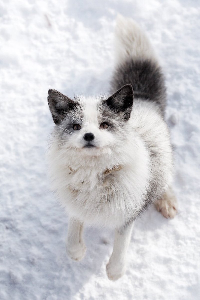 キツネ界のイケメン 白に銀毛や茶毛が混じったプラチナキツネさんが 神々しい レベル 天使 ぎゃんかわ 尊いしんどい Togetter
