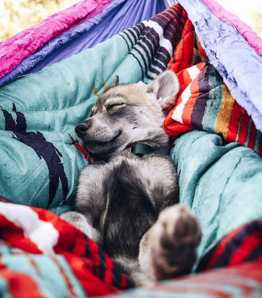 campingwithdogs's tweet photo. That mid-week feeling. 💤 Anyone else hitting the snooze button a few too many times?

📷: @ournorthernworld https://t.co/xHY0tzPbam