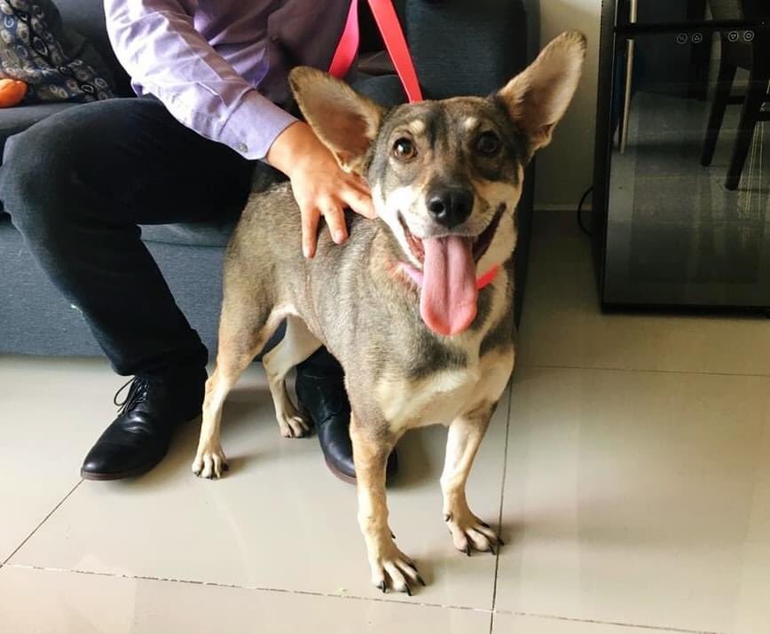 #Onix, la perrita violada de Xochimilco, ya fue dada de alta de la veterinaria, y hoy ha encontrado una amorosa familia.
Seguimos pidiendo #JusticiaParaOnix