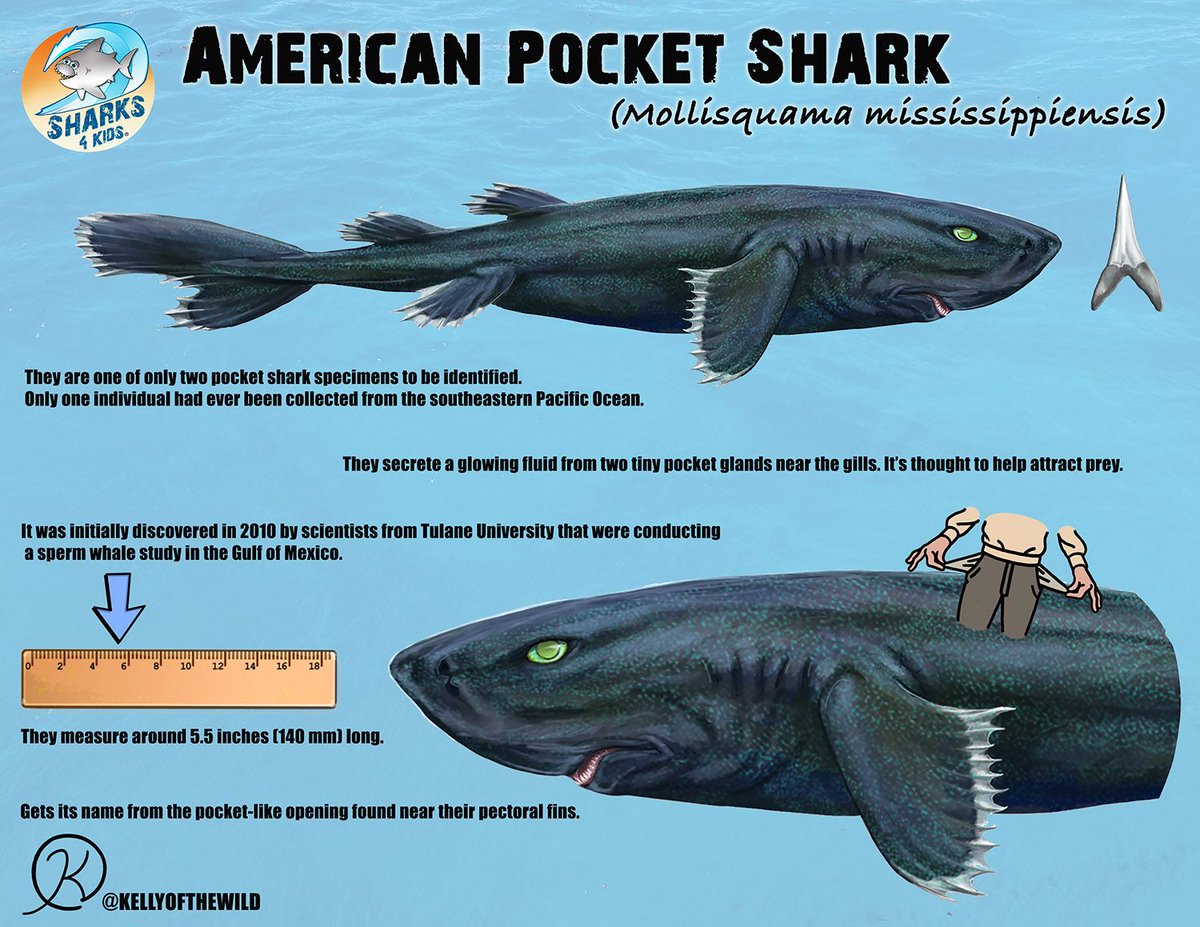 Sharks4Kids's tweet photo. Download our new JAWsome fact posters made with artwork from Kelly Quinn 

https://t.co/NYaATfrOEe

#pocketshark #makoshark #sharkfacts #onlinelearning #sharkart https://t.co/yeaIMpIr9f