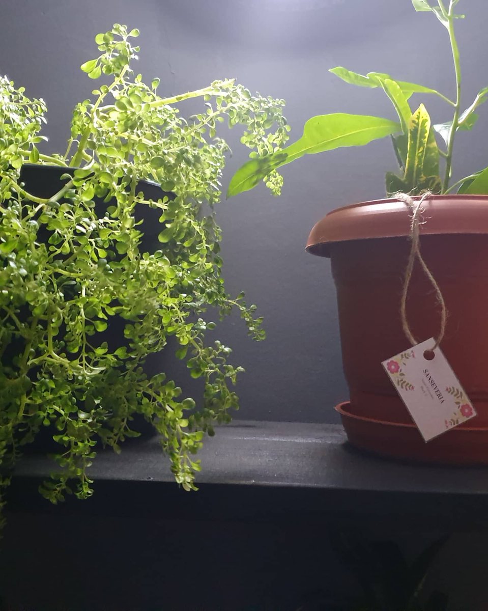 s_handcraft's tweet photo. Shelves done by @s_handcraft 
Plants from @sanseveria_ 
U can order it with 1,2 or 3 shelves as u like. And u can get them painted with whatever color u love 😍👍
Hurry up and get one 😌😉 https://t.co/6T3feldPk9