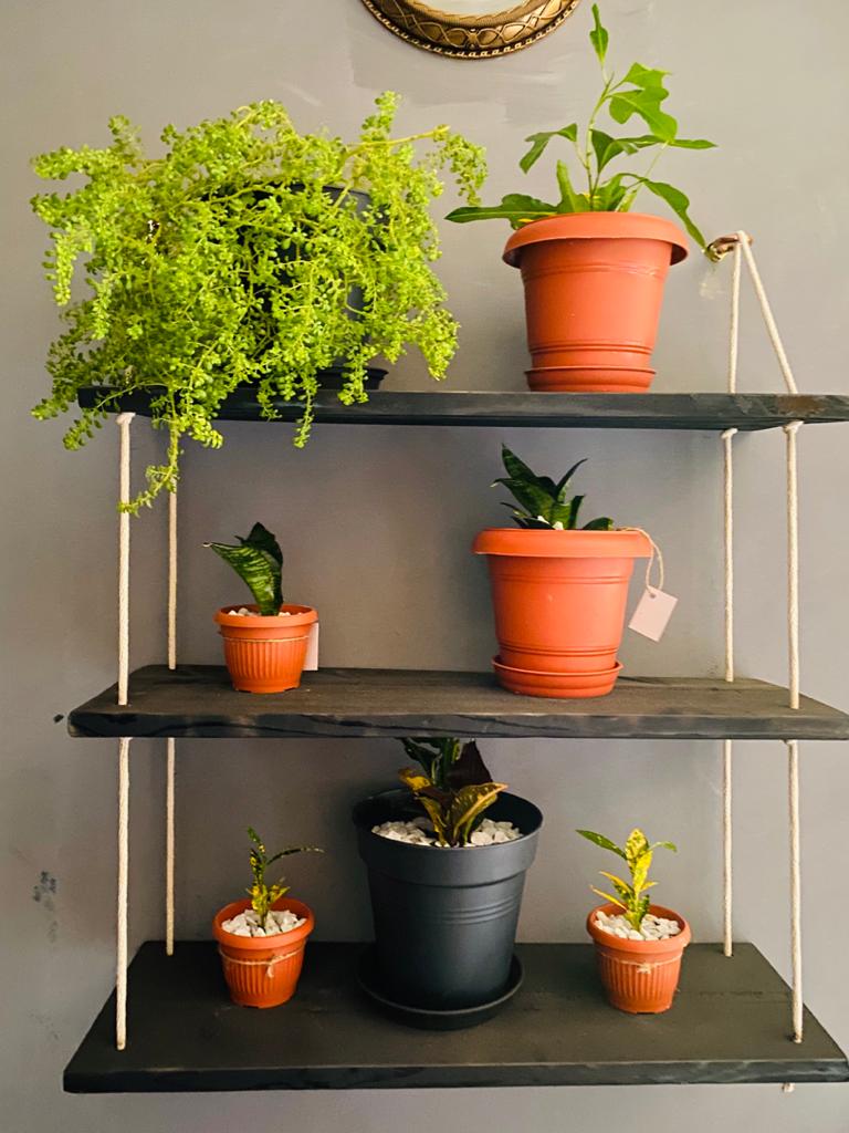 s_handcraft's tweet photo. Shelves done by @s_handcraft 
Plants from @sanseveria_ 
U can order it with 1,2 or 3 shelves as u like. And u can get them painted with whatever color u love 😍👍
Hurry up and get one 😌😉 https://t.co/6T3feldPk9