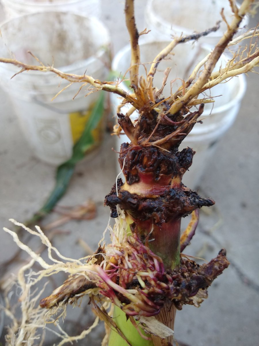 joel_dejong's tweet photo. Rating rootworm injury from a cooperative project with Dordt U. Here's o e from a non traited, no insecticide plot. An easy 3. Good pressure again this year on these long term corn plots. https://t.co/2i9ORsHE8s