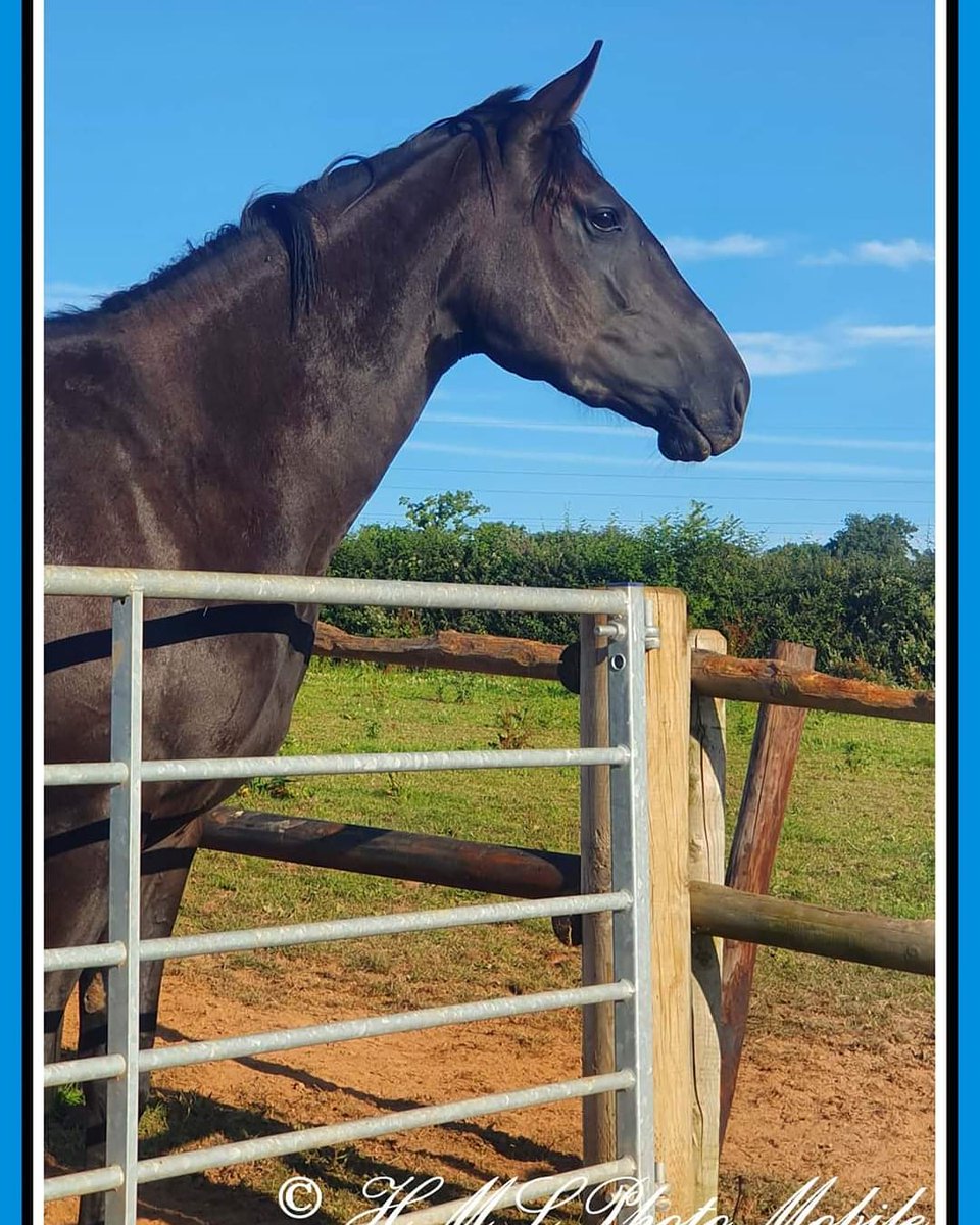 KittymoreStud's tweet photo. Very fitting racing name for our beautiful 3yo, Skippy who is by Royal Anthem x Secret Queen.
Regal N' Bold!
#futureracehorse #veryalert #stunning #phonephotography #HMLPhotographic #KittymoreRacing https://t.co/HOc9VCDIwQ