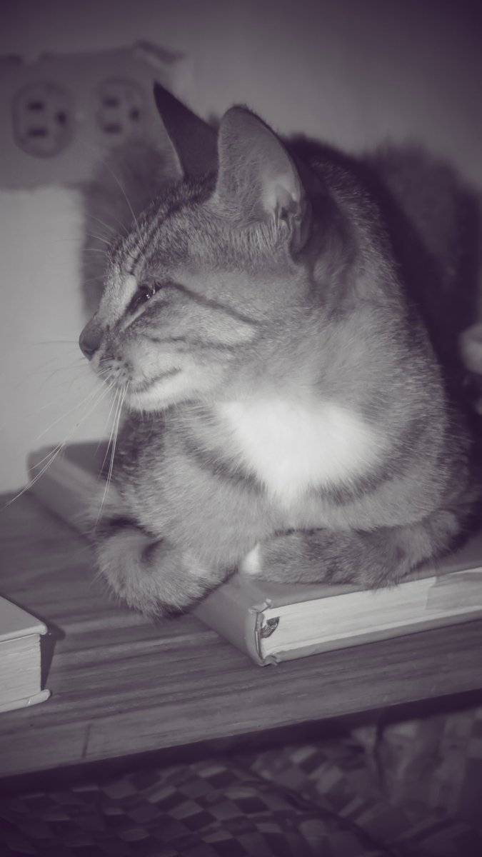 EsDonClemencio's tweet photo. Prioridades:atención felina.

Anotado. 
*
*
*
*
*
#catlife #catslover #monochromephotography #photograph_ #cutecats
#purrfection #purrpurrpurr #cattractive #pawsitive #monocromophotography #sonyalpha_my #a6000shots #cat_delight #monochrome_month #catmonochrome https://t.co/gVrIREP12r