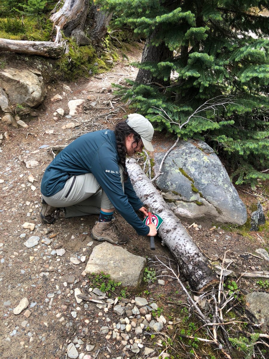 JasperNP's tweet photo. Cavell Meadows is open as of July 22, 2020. 
Thank you for respecting the closure. Please protect this sensitive environment by staying on the trail. https://t.co/q4XYoh5bzJ