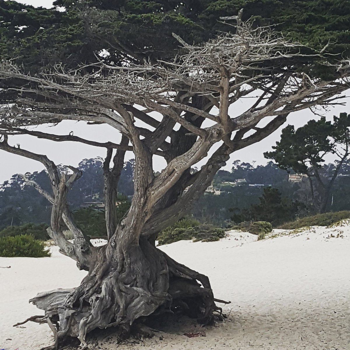 KimberlyHorg's tweet photo. Have I mentioned that I love trees? 🌳🍃#trees #treesofinstagram #treephotography #treephoto #tree #treehugger #cypresstrees #california #carmelbythesea #carmel #visitcarmel #visitcarmelbythesea #travelcalifornia #centralcoast #californiaocean #californialove #californiadreaming https://t.co/nnE9GON5B4