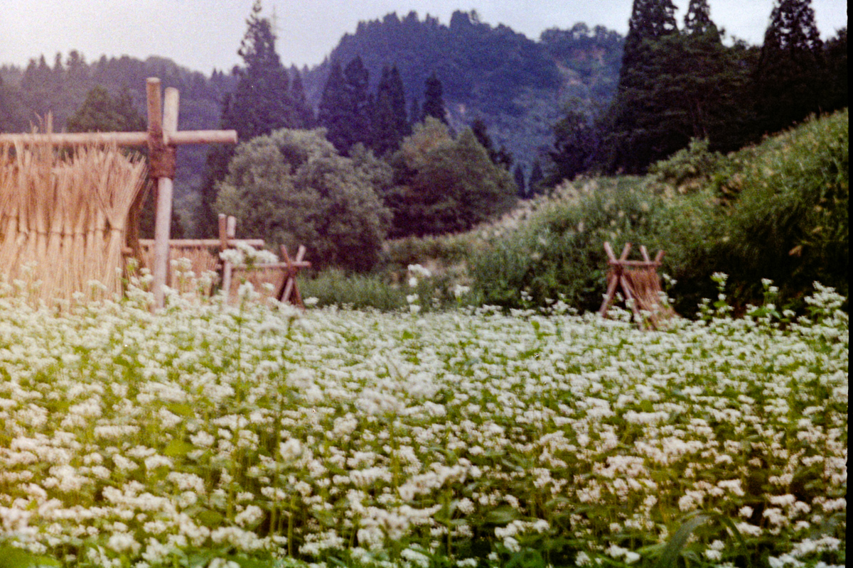 imotech72's tweet photo. いちはらアート×ミックス(2014)
#film #zeissikon #japanphoto https://t.co/xrT9gxtT6y
