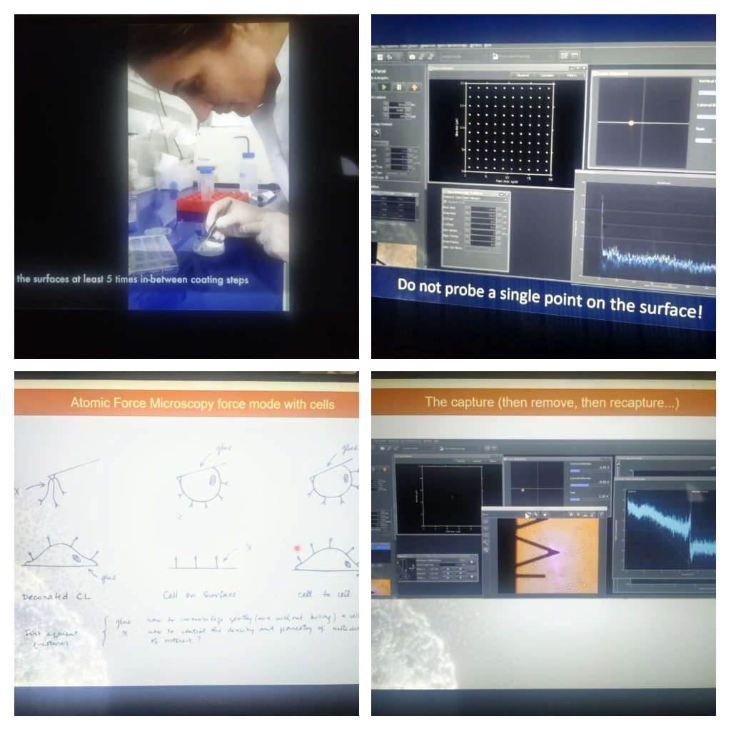 Lorena83's tweet photo. Kudos for all the virtual trainers of this special online edition #AFMBioMed2020 for taking such a great effort with these video tutorials, for bringing the experiments to our screen! @FM4B_Lab @FidanSumbul @phpuech 🙌 chapeau ! https://t.co/mmLIYJdiuC