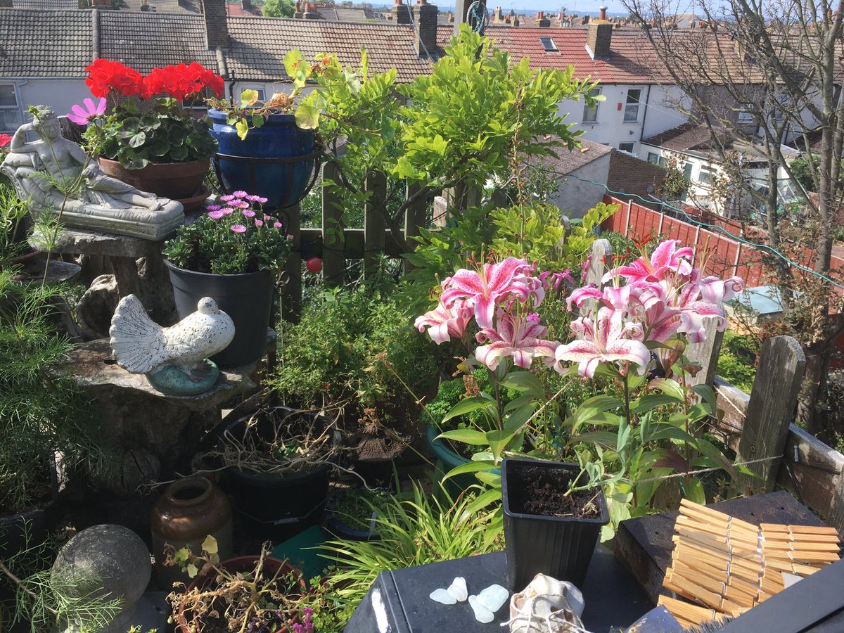 chrisonsheppey's tweet photo. Roof top flowers https://t.co/eFneNVSTn2