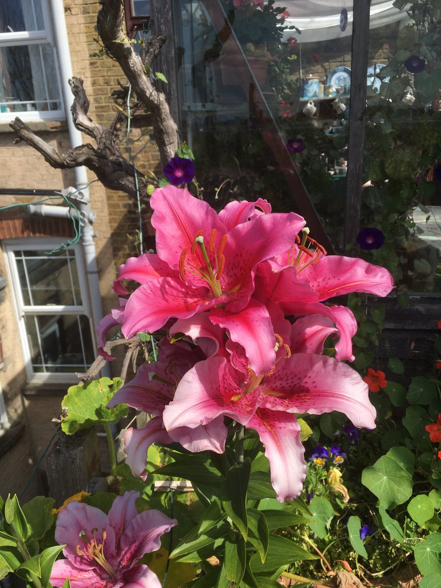 chrisonsheppey's tweet photo. Roof top flowers https://t.co/eFneNVSTn2