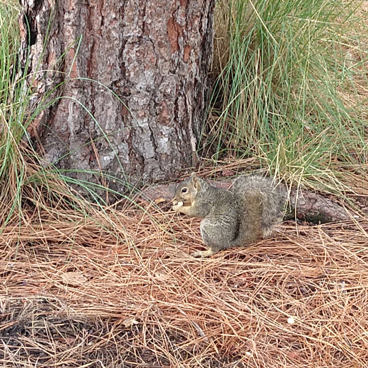 ChaosOnPaper's tweet photo. At the park this morning and this little guy came by to share breakfast. 
#taking5 https://t.co/lVN1rIKlHP