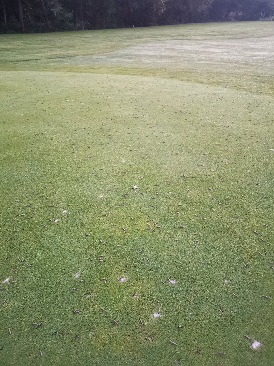 The 3rd green on The Newton Course has been destroyed with bird damage lately, so we decided to try out the silage sheet method. Honestly can't believe how well it worked.
