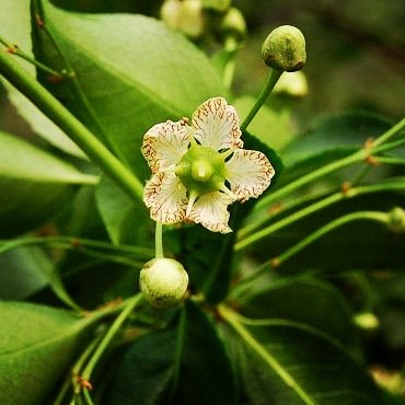 DeepakKGhosh1's tweet photo. Presenting ERC Flora Digest! 
Family Celastraceae; Flora Euonymus Tingens. A flora of Darjeeling himalayas and foothills

For details; reach us at info@ercg.in

#savetheplanet  #flora #biodiversity #digest  #ercfoundation #ercgroup
https://t.co/0PUexsBBXn https://t.co/iLQt9vBRcK https://t.co/B7aD2qWXWd