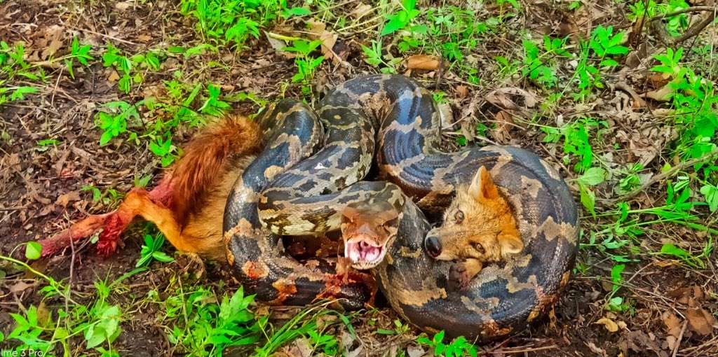 forestwala's tweet photo. Fight between the Right to Food (to live) versus the Right to Live. We stayed neutral. Injuries on both side and in the end it was The day of the Jackal. 📷: Guard Vanraj Vala @DCFGirEastDhari @Saket_Badola @rameshpandeyifs @ParveenKaswan @SudhaRamenIFS https://t.co/uizFQLCTGI