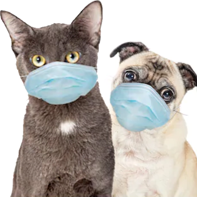 StrongStyleCats's tweet photo. 😷😷
#ShinsukeAsCats
@ShinsukeN @WWECesaro https://t.co/gYmKIKg7fF