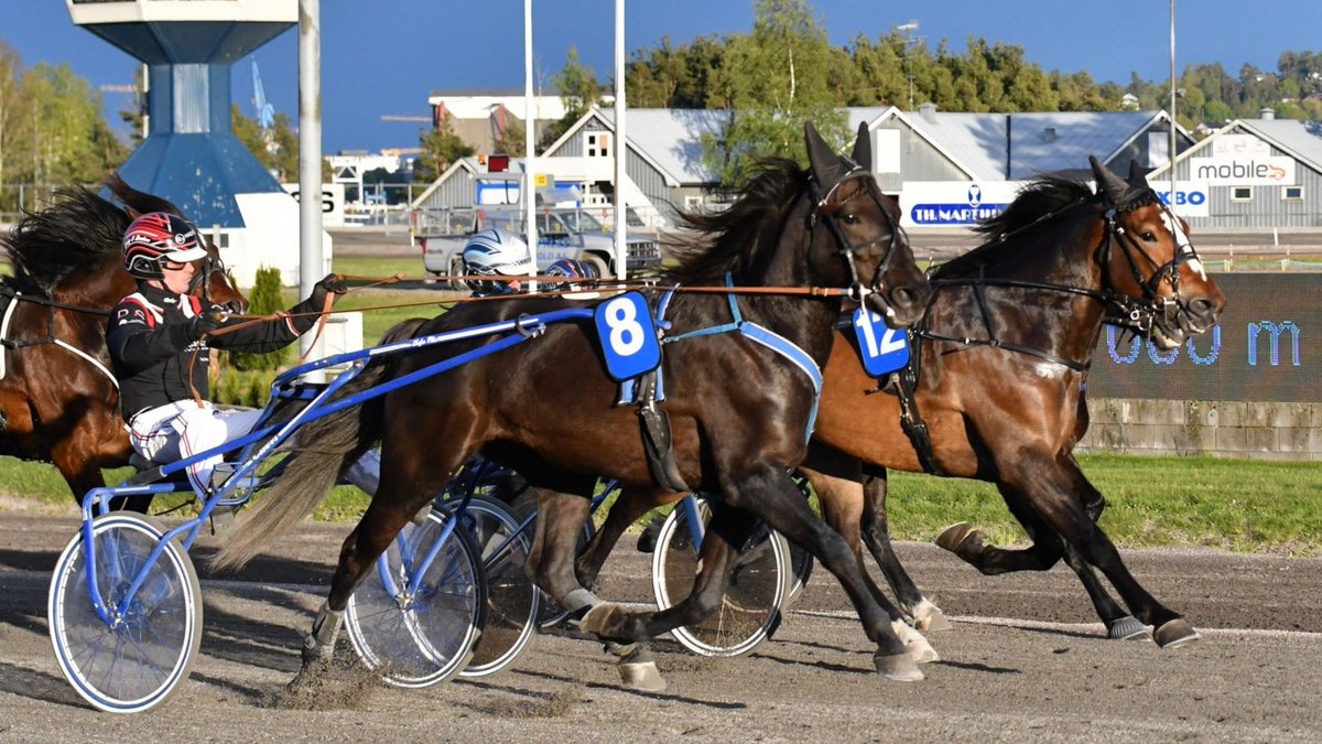 Lyngås Alfa starter fra spor 11 i Derbystöet på Østersund i kveld med den unge og fremmadstormende Dagfinn Aarum i vogna. Vi krysser fingrene for en solid figur og god premie. En liten vurdering av løpet er å finne her: hasseltrav.no/2020/07/21/der…