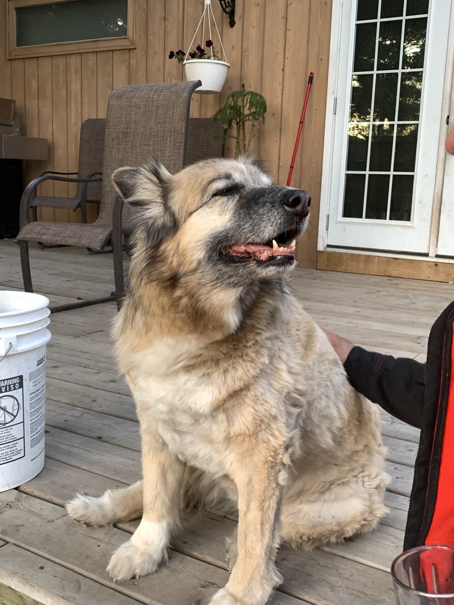 zakattak67's tweet photo. My hardest day as an adult. Lucy took a turn for the worse last night and we had to say goodbye this morning. Love u forever, Big Girl! #FatCow #SmileyJoe #LimpyJoe #OneEar https://t.co/cd2i9HkV8o